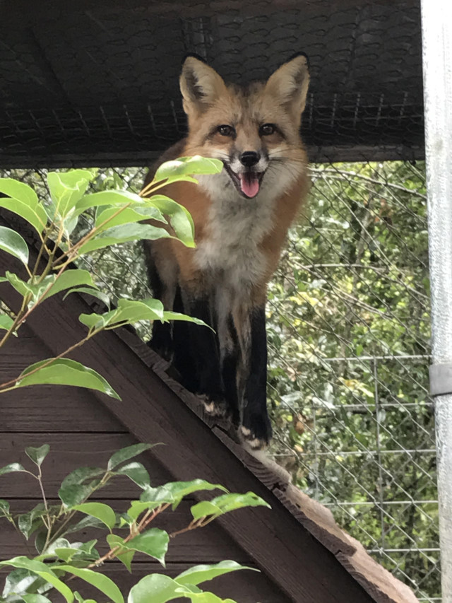 Fox Adoption